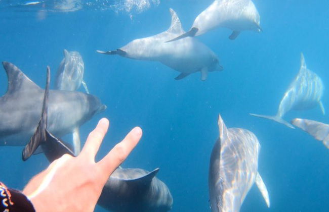 Crociera ad Adelaide per nuotare con i delfini selvatici - Foto 2
