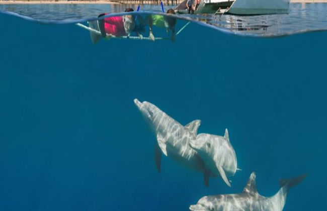 Crociera ad Adelaide per nuotare con i delfini selvatici - Foto 6