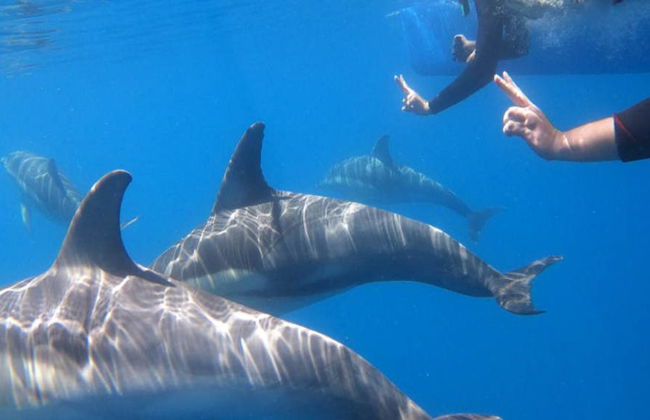 Crociera ad Adelaide per nuotare con i delfini selvatici - Foto 3