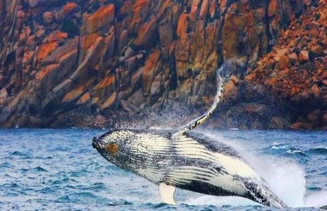 Crucero por la naturaleza salvaje de Bruny Island y traslado en autobús desde Hobart - Foto 2