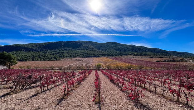 Private Helicopter Ride and Winery Tour - Photo 5