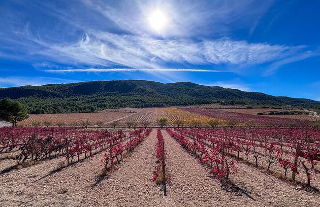 Private Wine Tour to the Costa Blanca Wineries - Photo 9
