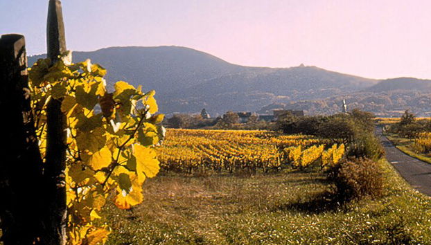 Tour de cata de vinos Guía de conductor privado - Foto 3