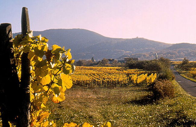 Tour de cata de vinos Guía de conductor privado - Foto 3