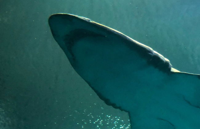 Immersione con gli squali toro a Playa del Carmen - Foto 6