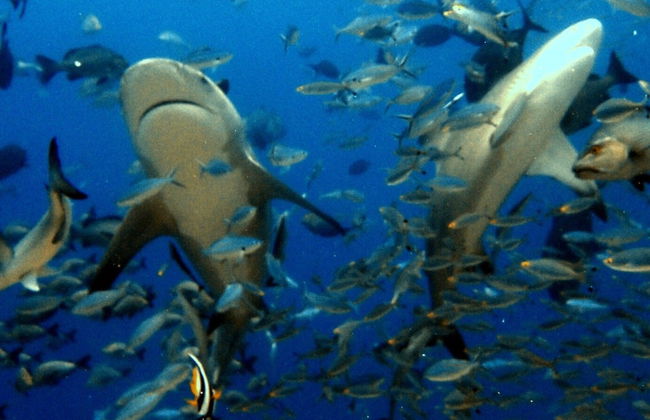 Immersione con gli squali toro a Playa del Carmen - Foto 4