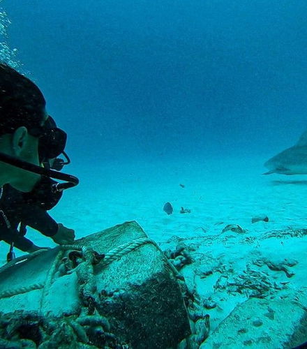 Foto de Buceo con tiburones toro en Playa del Carmen