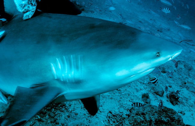 Immersione con gli squali toro a Playa del Carmen - Foto 7