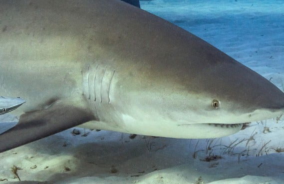 Immersione con gli squali toro a Playa del Carmen - Foto 8