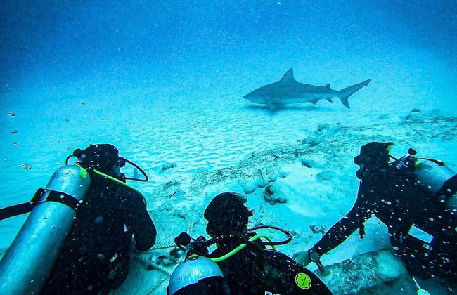 Immersione con gli squali toro a Playa del Carmen - Foto 3