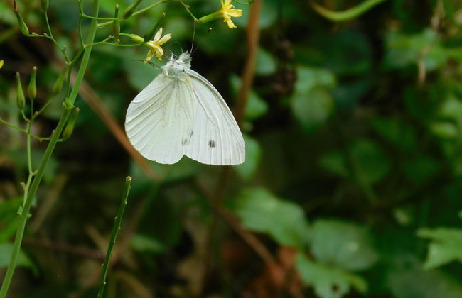 Morigerati Oasis Excursion - Photo 6