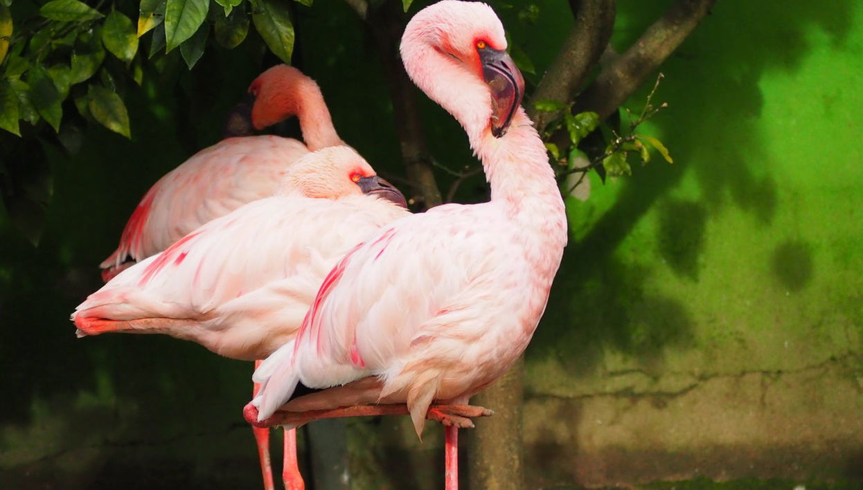 Excursión al Zoo de Santillana del Mar - Foto 1