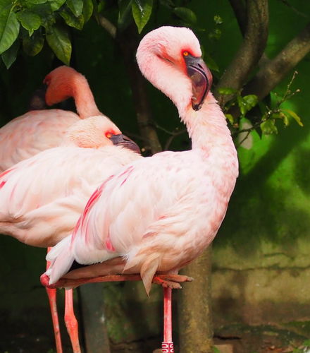 Foto de Excursión al Zoo de Santillana del Mar