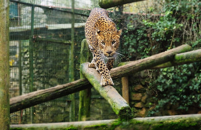 Excursión al Zoo de Santillana del Mar - Foto 5