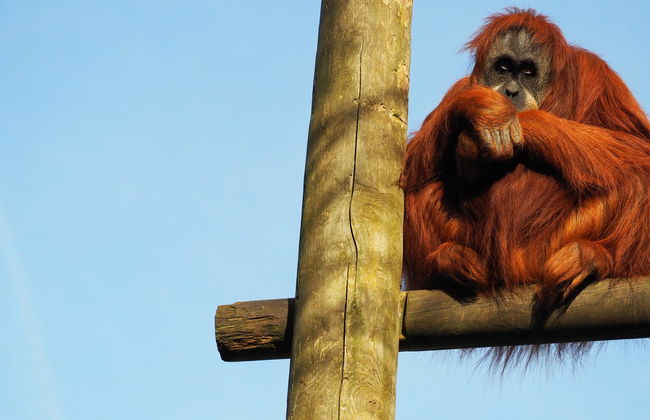 Excursión al Zoo de Santillana del Mar - Foto 4