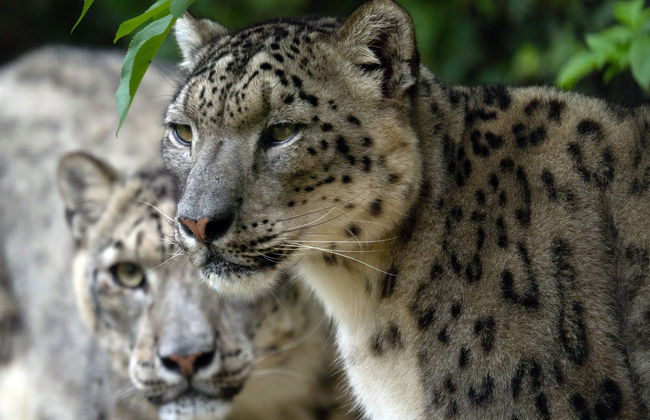 Excursión al Zoo de Santillana del Mar - Foto 6