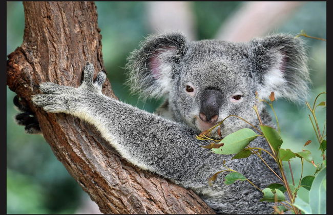 Brisbane River Cruise & Koala Sanctuary Tour - Photo 2