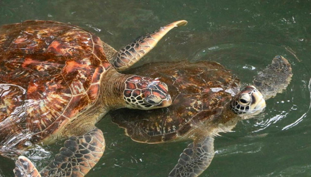 Ganztagesausflug - Mnemba Island & Nungwi Turtle Aquarium - Foto 1