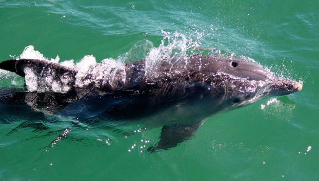 Excursión a Port Stephens + Avistamiento de delfines - Foto 3