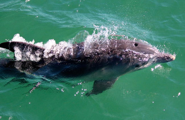 Excursión a Port Stephens + Avistamiento de delfines - Foto 3
