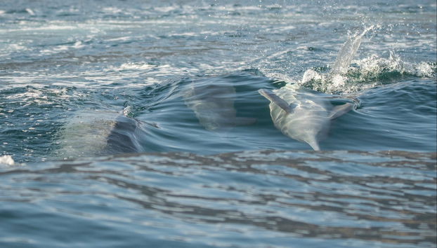 Dibba Bay Cruise - Foto 2