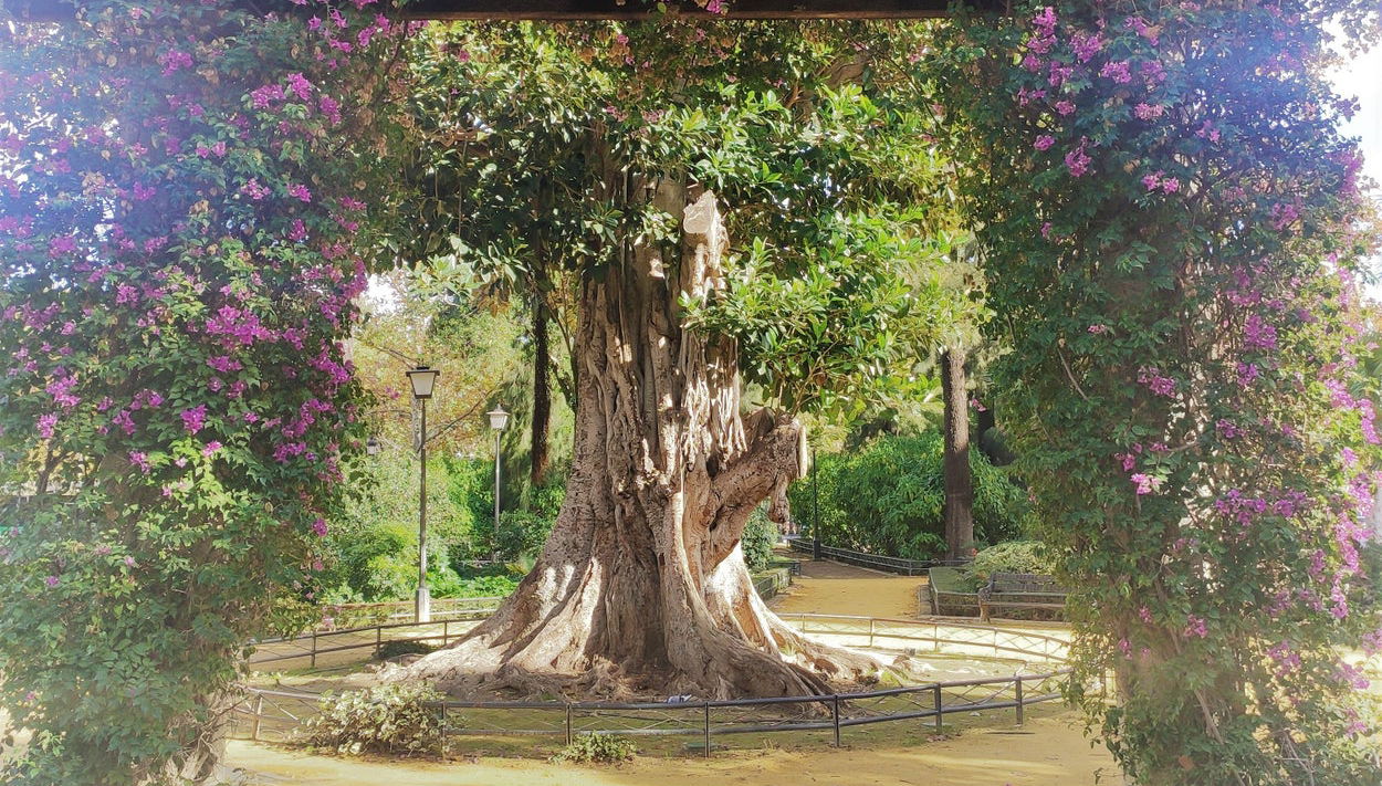 Visita guidata di Plaza de España e del Parco María Luisa - Foto 1