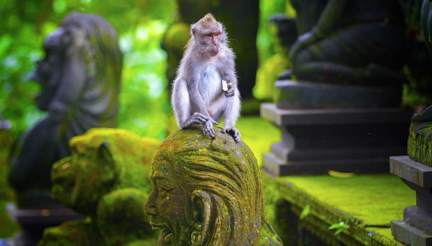 Tour privado por Ubud e o centro de Bali - Foto 2