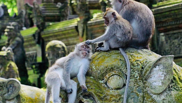 Tour privado por Ubud e o centro de Bali - Foto 3
