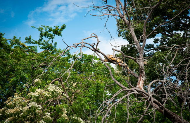 Visite dans Manzanillo - Photo 4