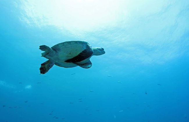 Lobos Island + Snorkeling Tour - Photo 7