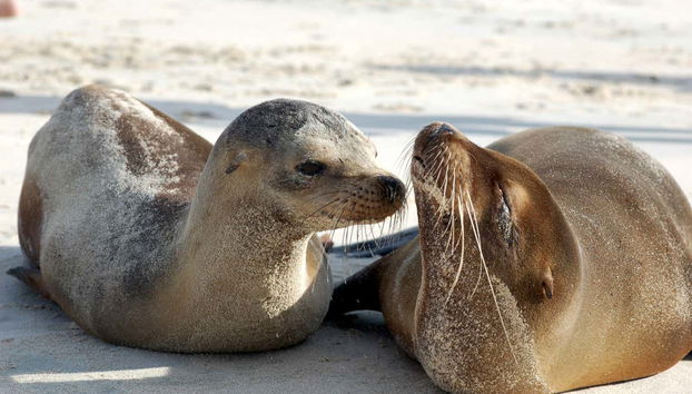 Excursion sur l'île Lobos + Snorkeling - Photo 4