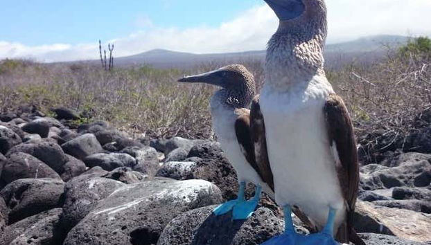 Excursion sur l'île Lobos + Snorkeling - Photo 2
