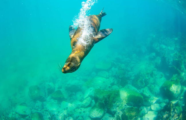 Lobos Island + Snorkeling Tour - Photo 6