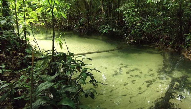 Tour pela Floresta Nacional do Tapajós - Foto 2