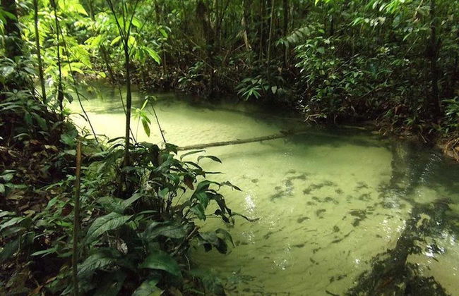 Tour pela Floresta Nacional do Tapajós - Foto 2