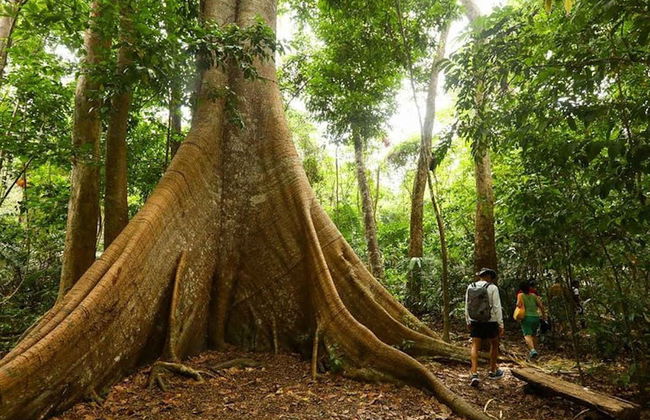 Tour pela Floresta Nacional do Tapajós - Foto 1