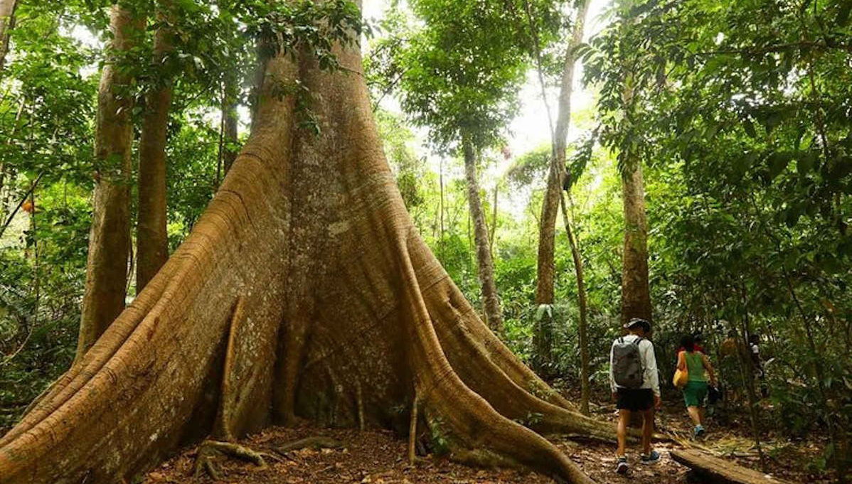 Tour pela Floresta Nacional do Tapajós - Foto 1
