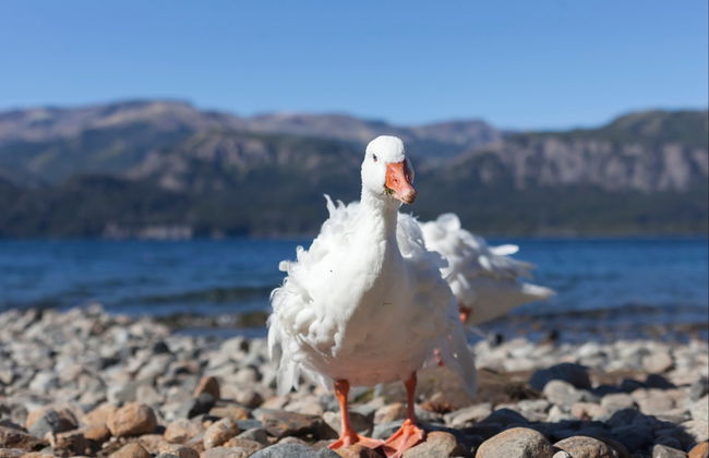 Escursione a Villa Traful - Foto 7