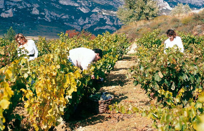 Visita a la bodega Jilabá con degustación de vino - Foto 5