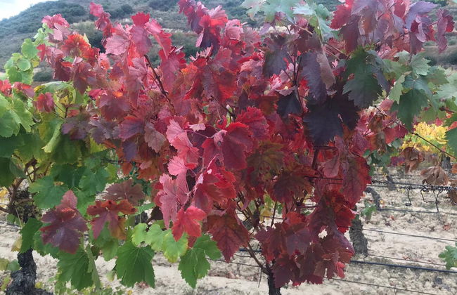Visita a la bodega Jilabá con degustación de vino - Foto 9