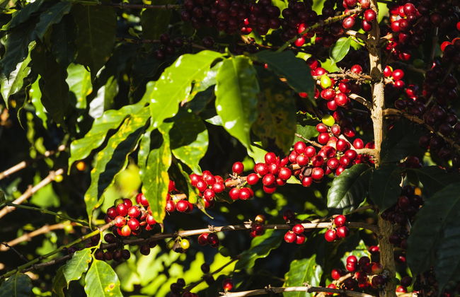 Excursão a Córdoba, Buenavista e Pijao - Foto 7