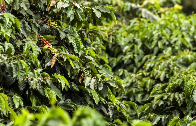 Excursão a Córdoba, Buenavista e Pijao - Foto 2