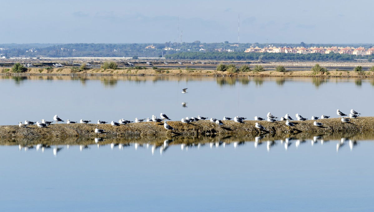 Passeio de barco pela ria de Punta Umbría ao entardecer - Foto 1