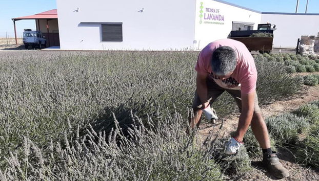 Tour de la lavanda por Tiedra - Photo 5