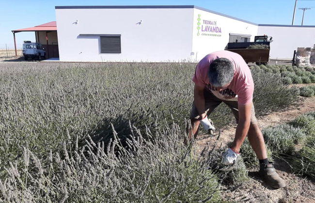 Tour da lavanda por Tiedra - Foto 5