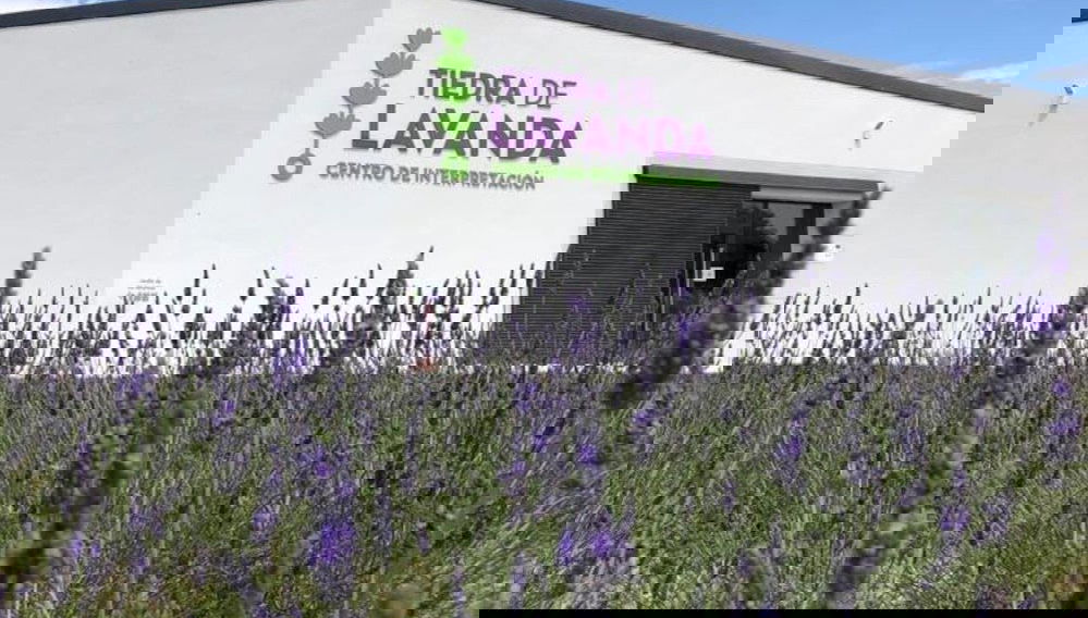 Tour de la lavanda por Tiedra - Photo 1