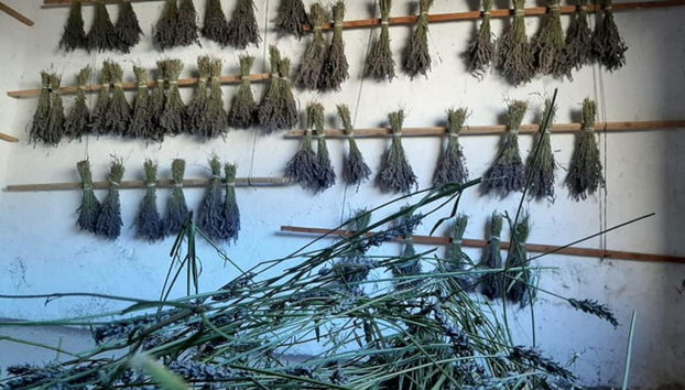 Tour de la lavanda por Tiedra - Photo 4