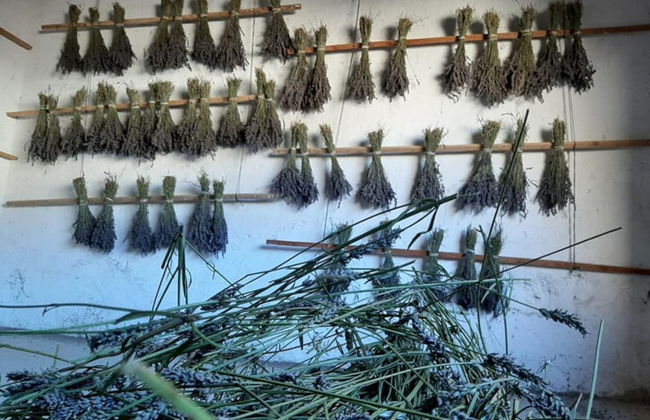 Tour da lavanda por Tiedra - Foto 4