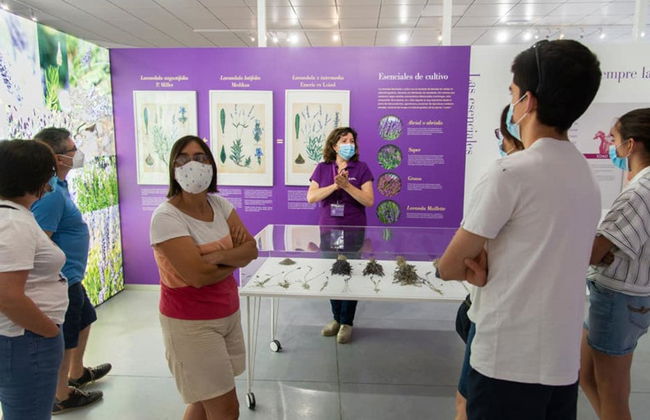 Tour da lavanda por Tiedra - Foto 3