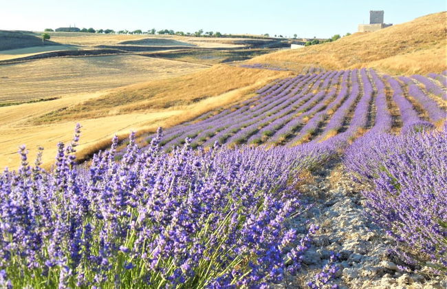 Tour da lavanda por Tiedra - Foto 8